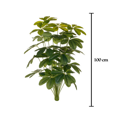 MATA CHEFLERA 1.00MT