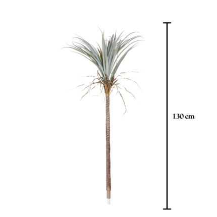 MATA DRACAENA DRACO 1.50MT