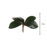 HOJA ORQUIDEA RAIZ