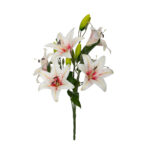 R. LILIUM GIG. TACTO NATURAL
