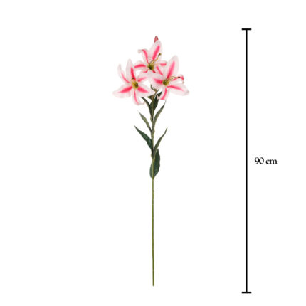 V.LILIUM G. *FUXIA