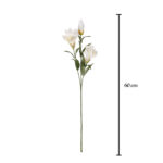 VARA IRIS