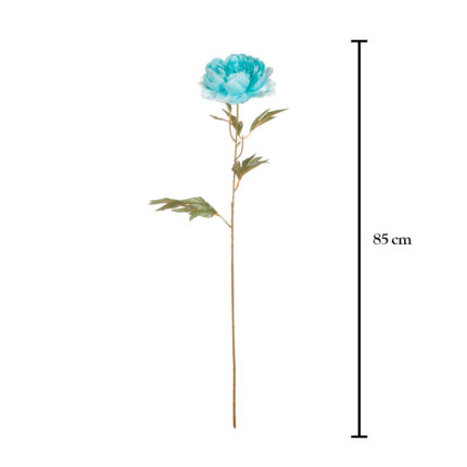 V.PEONIA X1
