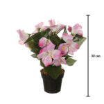 MACETITA ASTROMELIA *FUXIA