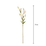 VARA LISIANTHUS