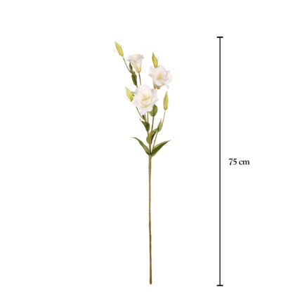 VARA LISIANTHUS