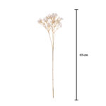 VARA GYPSOPHILA
