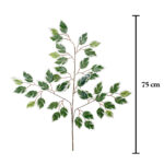 POMO FICUS X12