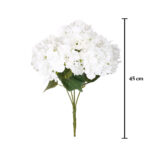 R.HORTENSIAS