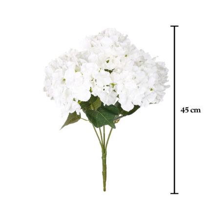 R.HORTENSIAS