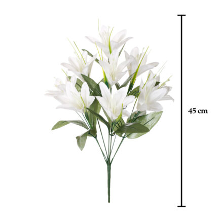 R. LILIUM