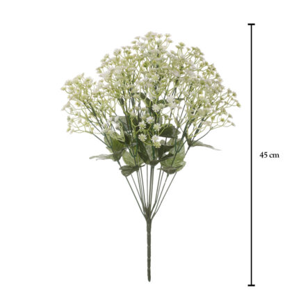 R. PANICULATA