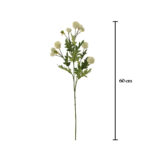 VARA THALICTRUM