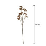 VARA ACHILEA MOONSHINE OTOÑAL