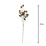 VARA ERYNGIUM
