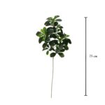 VARA EUONYMUS
