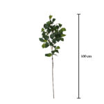 VARA HOJA CLEYERA JAPONICA