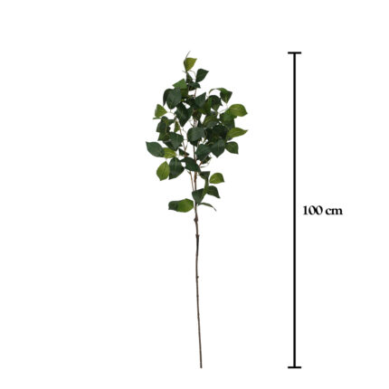 VARA HOJA CLEYERA JAPONICA