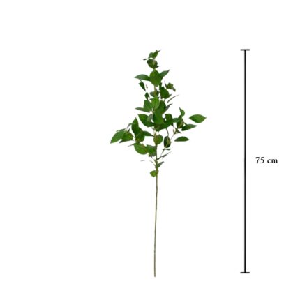 VARA RUSCUS ACULEATUS