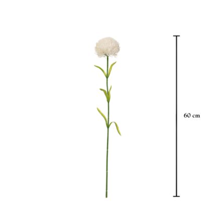 VARA LAGURUS OVATUS