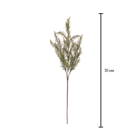 VARA CUPRESSUS