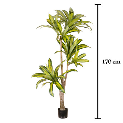 DRACENA 170CM