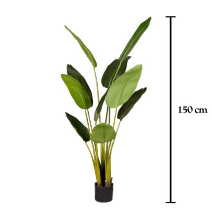PLATANERA 150CM