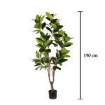 MAGNOLIA 150CM