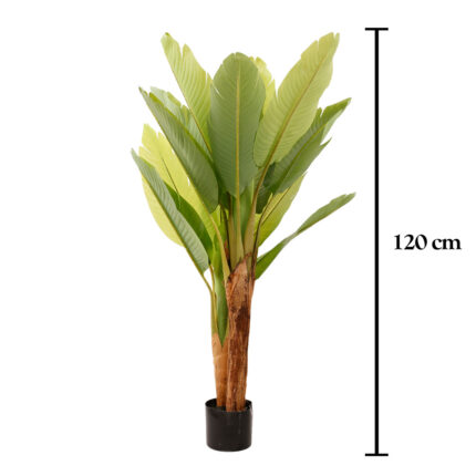 BANANA 120CM