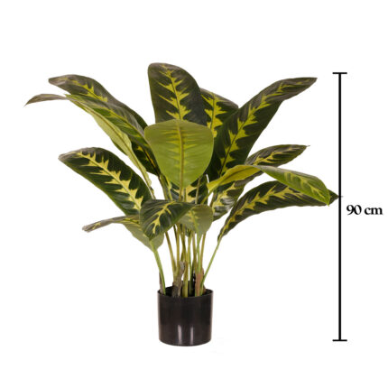 CALATHEA ZEBRINA 90CM