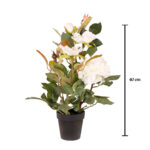 ROSAL 40CM