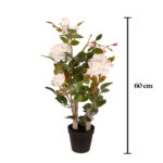 ROSAL 60CM