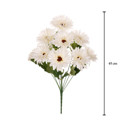 R.GERBERA BONIATANA