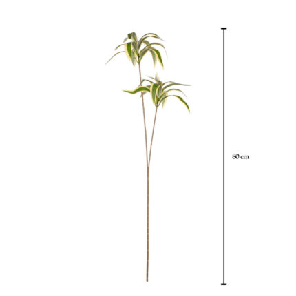 VARA GIG. DRACAENA