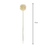 VARA ALLIUM