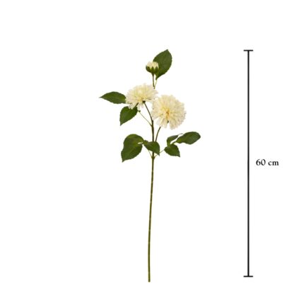 VARA DAHLIA STELLAR
