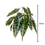 PLANTA ALOCASIA SANDERIANA