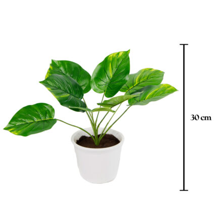 PLANTA PHOTO