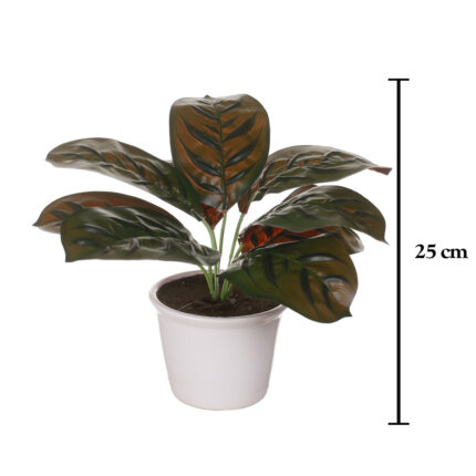 PLANTA DIEFEMBACHIA 50CM