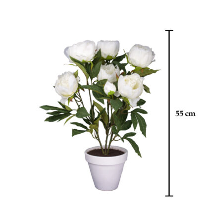 PLANTA PEONIA