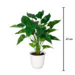 PLANTA HOJA ANTHURIUM