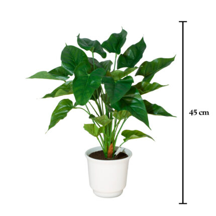 PLANTA HOJA ANTHURIUM