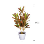 PLANTA CROTON
