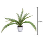 PLANTA HELECHO