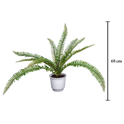 PLANTA HELECHO