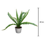 PLANTA HELECHO