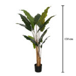 PLANTA ALOCASIA GRD