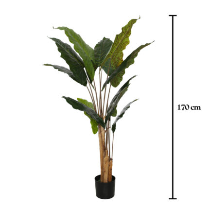 PLANTA ALOCASIA 150CM *V.OSCURO