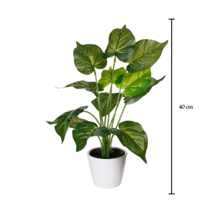 PLANTA HOJA ANTHURIUM
