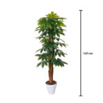 TUTOR ARALIA 1.20MT